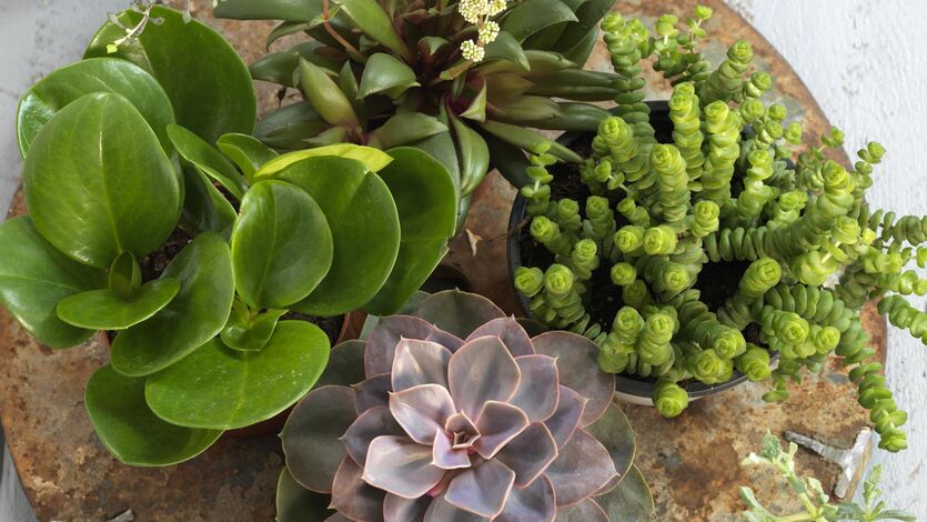 Stell av gr&oslash;nne planter