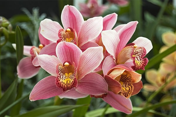 cymbidium.jpg