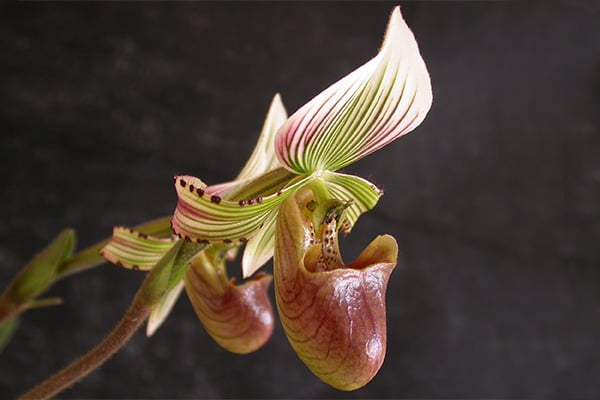 paphiopedilum.jpg