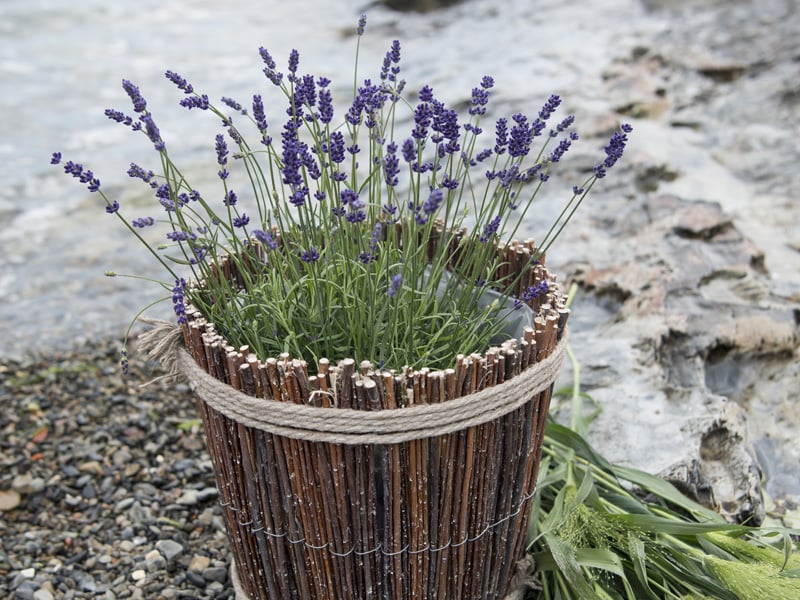 floriss-lavendel-botte.jpg