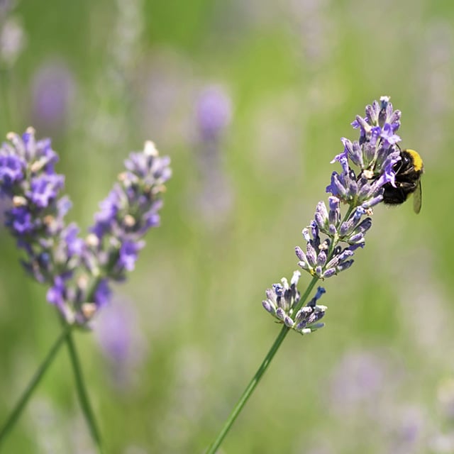 floriss-lavendel-humle.jpg
