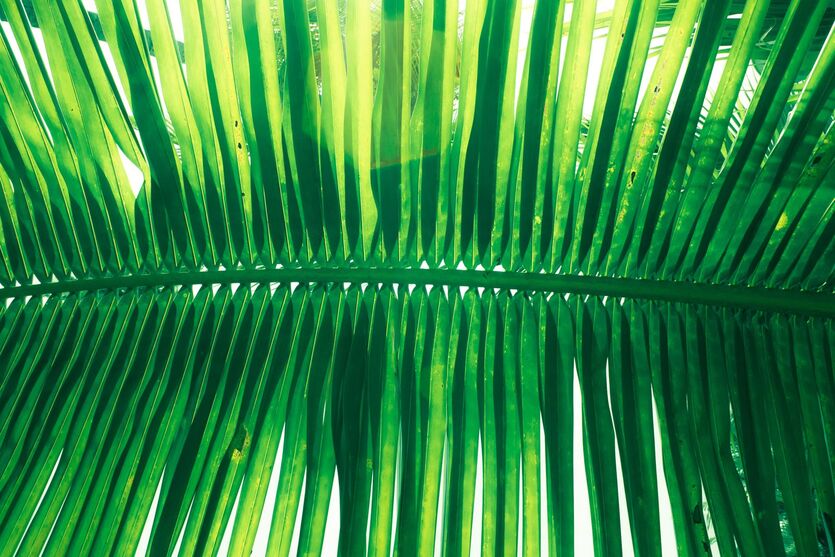 Palmesus i de norske hjem