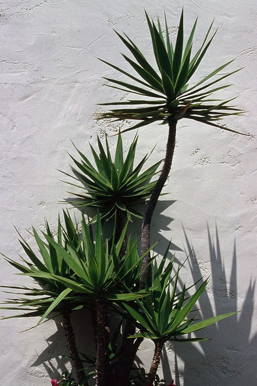 palme6.jpg