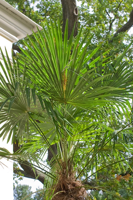 palme7.jpg