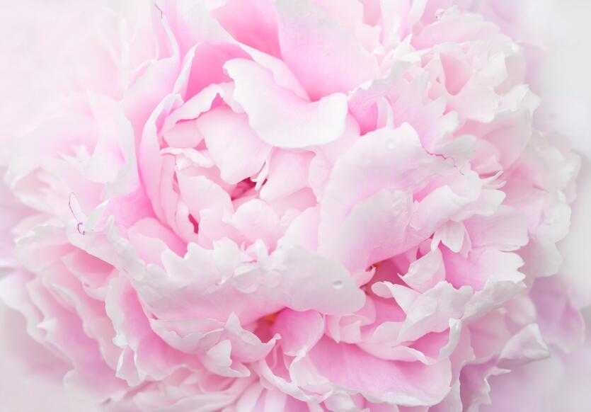 Sommerdr&oslash;m p&aring; stilk