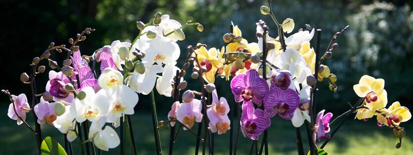 Phalaenopsis – vår mest populære orkidé