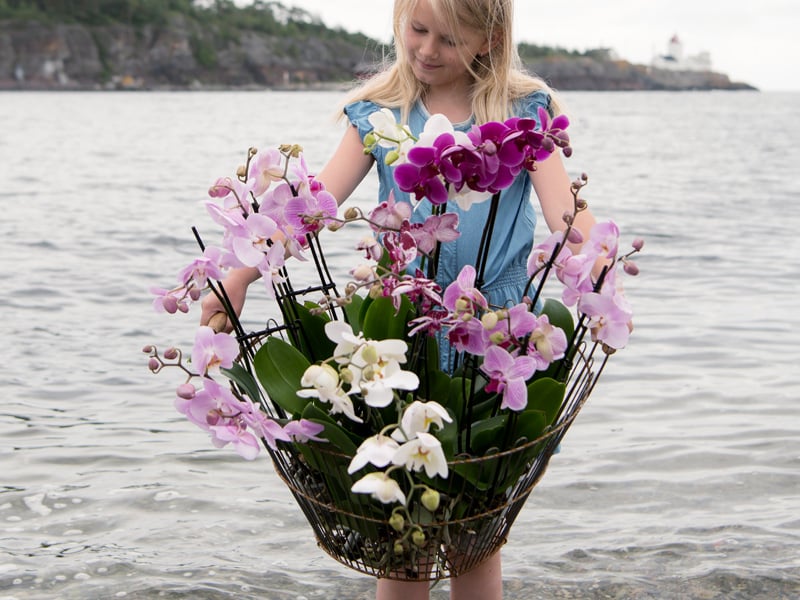 floriss-phalaenopsis-kurv-strand-pernille.jpg