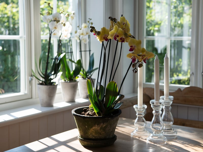floriss-phalaenopsis-orkidee-potte-blomsterpotte.jpg