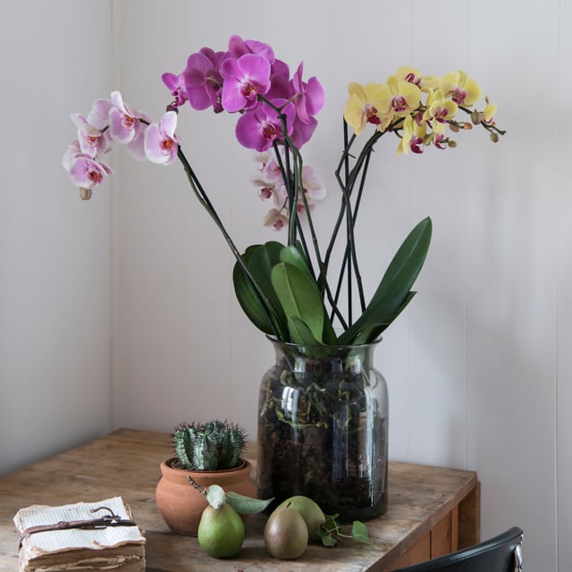 floriss-phalaenopsis-orkidee-glasskrukke-vase-lilla-rosa-gul.jpg