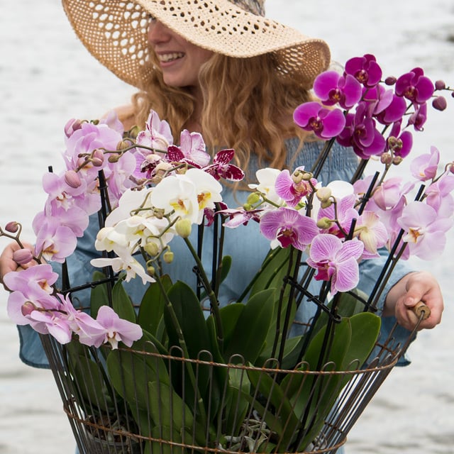 floriss-phalaenopsis-orkidee-kurv-lilla-rosa-hvit.jpg