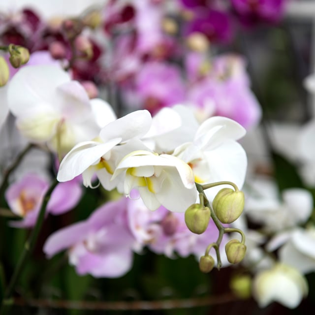 floriss-phalaenopsis-orkidee-lilla-hvit.jpg