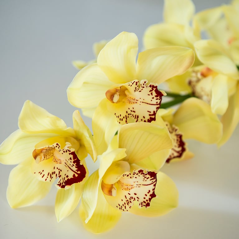 Orkide-cymbidium-Harmony.jpg