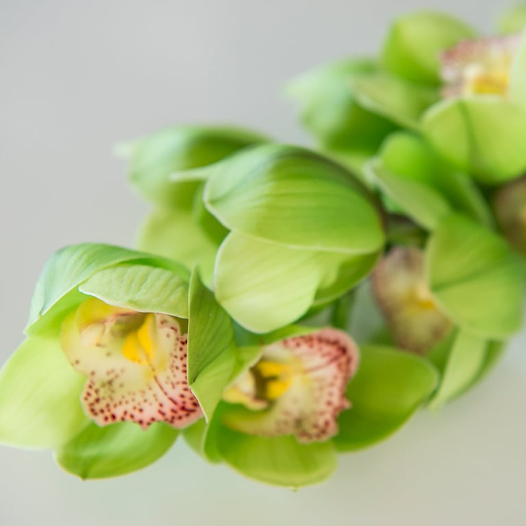 Orkide-cymbidium-Majestic.jpg