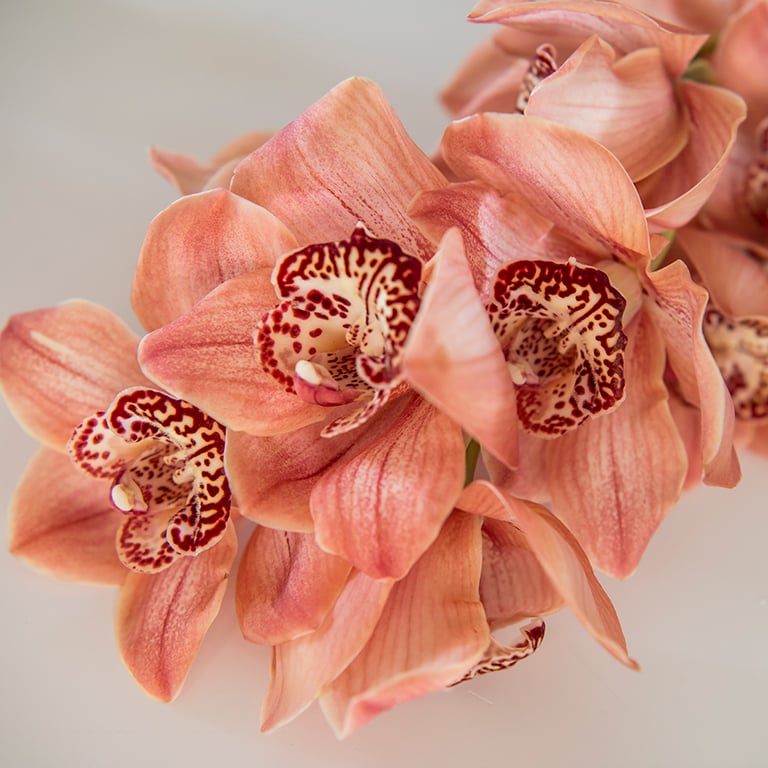 Orkide-cymbidium-Browny.jpg
