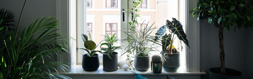 Trendy planter og vakre roser til SuperOppusserne
