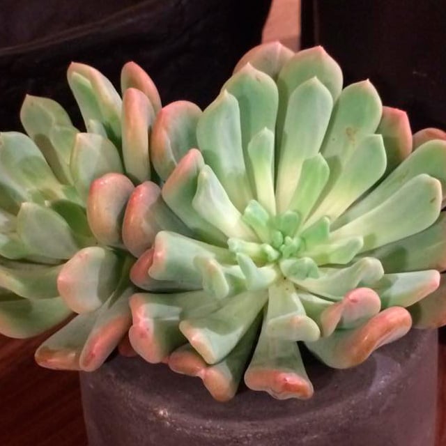 floriss-sukkulent.jpg