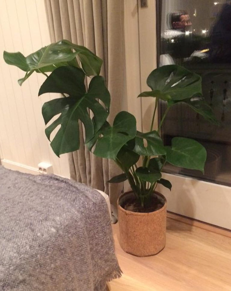 floriss-monstera-vindusblad-2.jpg