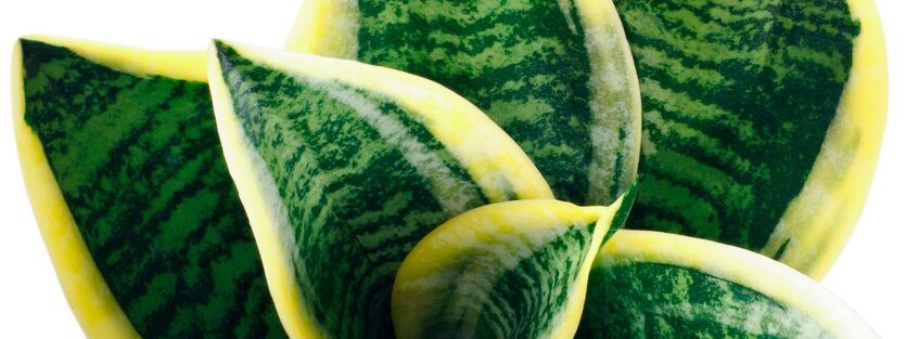 Sansevieria Trifasciata Laurentii - Svigermors tunge