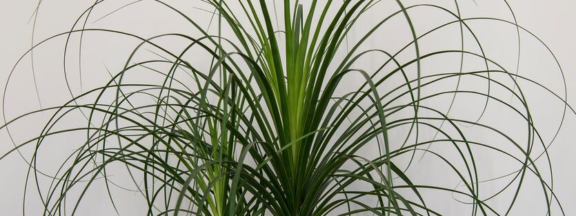 Beaucarnea Recurvata - Elefantfot