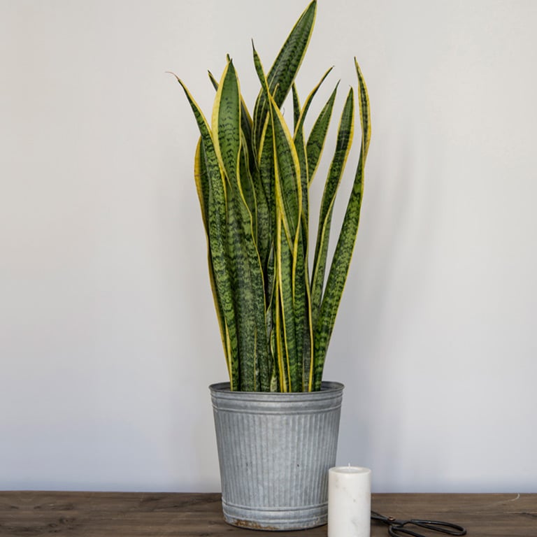 sansevieria-trifasciata-svigermors-tunge.jpg