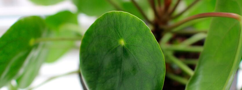 Pilea - Kinesisk Pengeplante