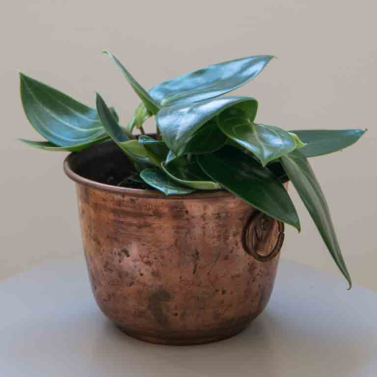 pilea-peperomia-maculosa-.jpg