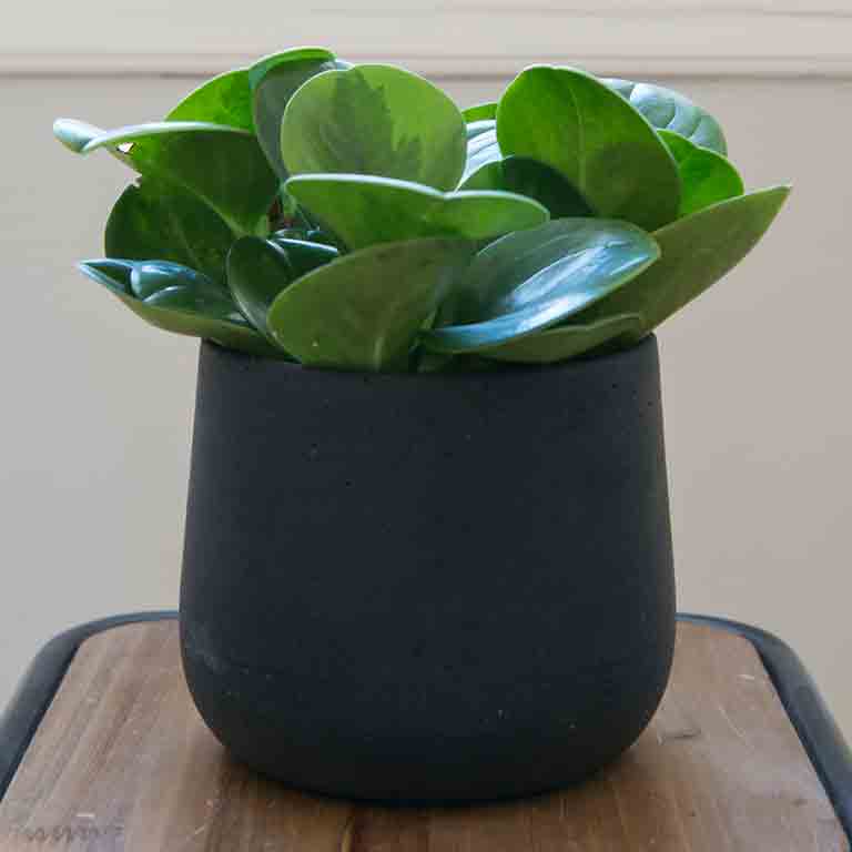 pilea-peperomia-obtusifolia.jpg