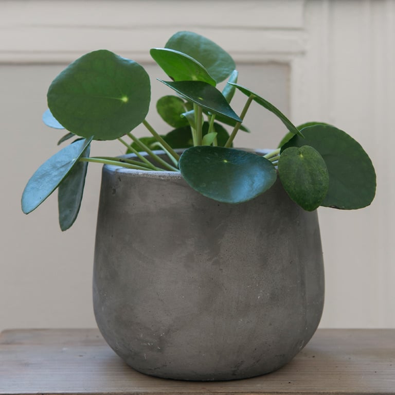 pilea-peperomiodes.jpg