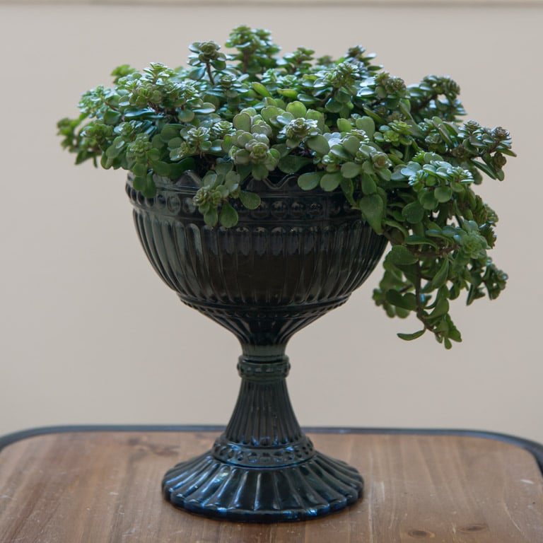 pilea-sedum-makinoi.jpg