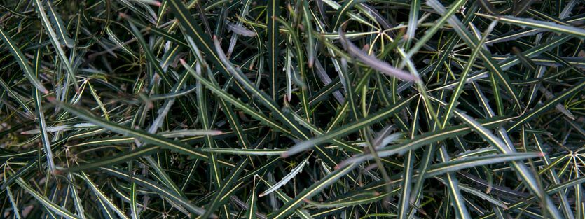 Dizygotheca Elegantissima - Fingeraralea