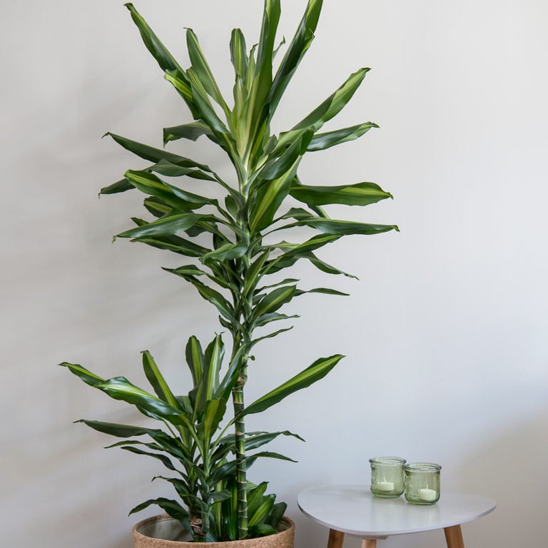 dracaena-draketre-1.jpg