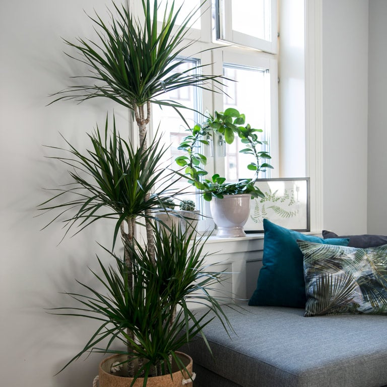 dracaena-draketre.jpg