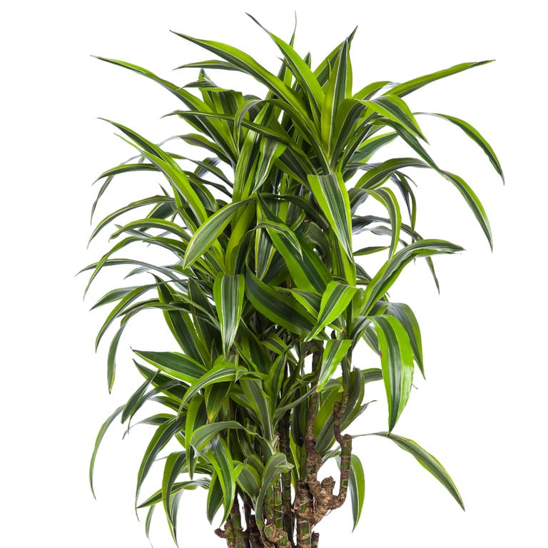 dracaena-draketre-3.jpg