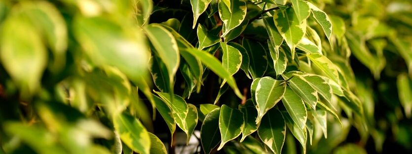 Ficus Benjamina - Bj&oslash;rkefiken