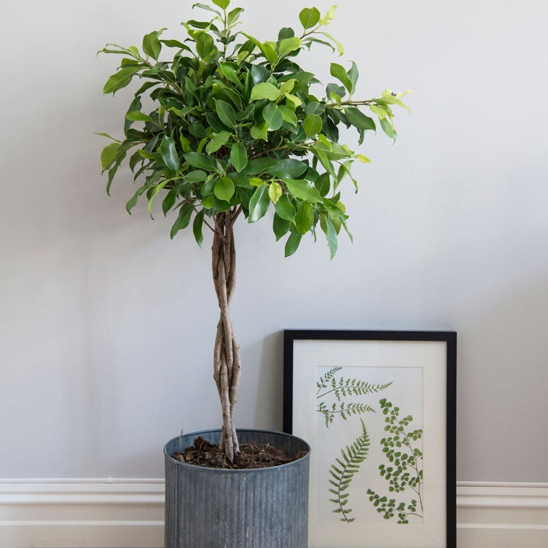 ficus-benjamina-bjorkefiken-1.jpg