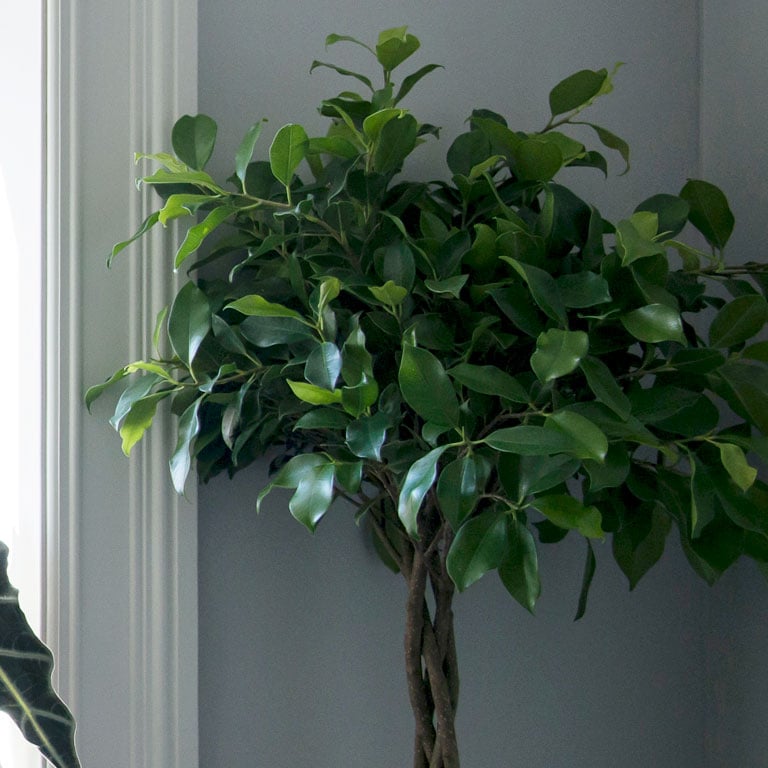 ficus-benjamina-bjorkefiken-2.jpg