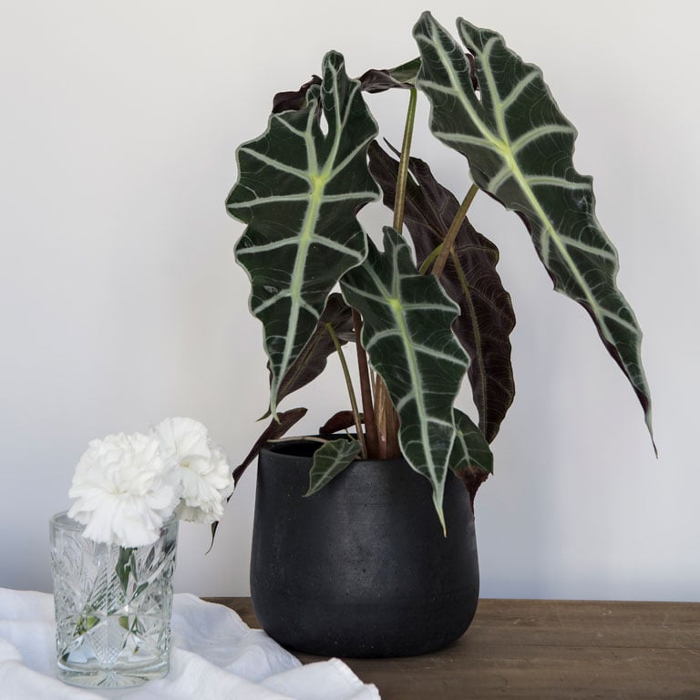 alocasia-elefantore.jpg