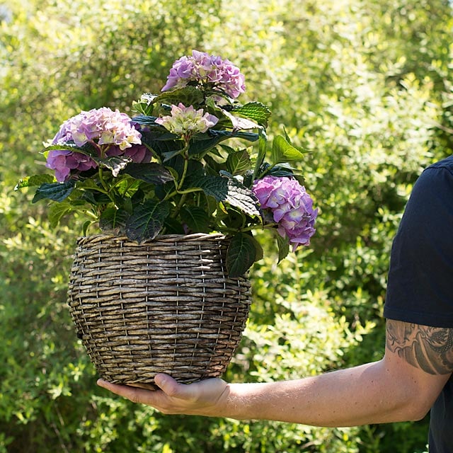 hortensia-lilla-flettet-kurv.jpg