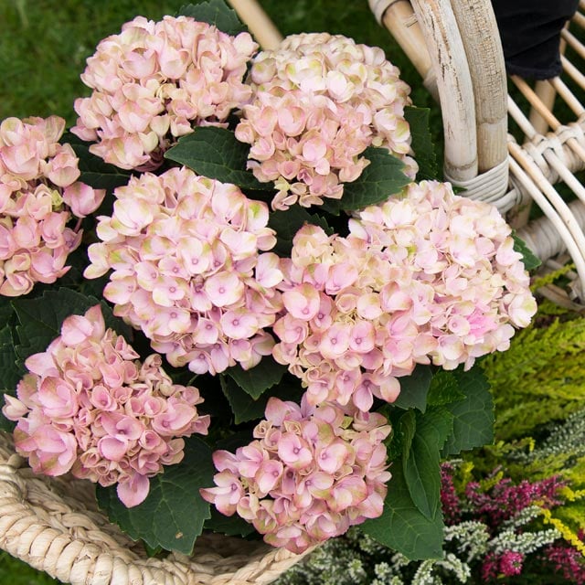 hortensia-rosa-flettet-kurv.jpg