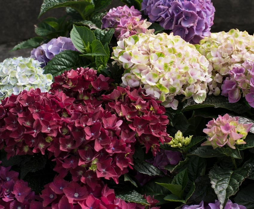 hortensia-alle-farger-varianter-fellesbilde.jpg