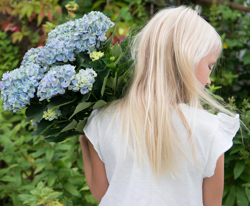 hortensia-blaa-jente.jpg