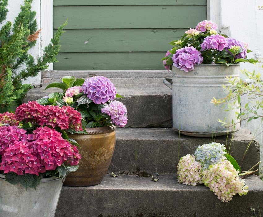 hortensia-alle-farger-varianter.jpg