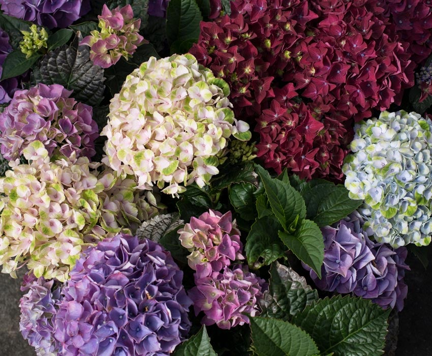 hortensia-magical-hagehortensia-assortert.jpg