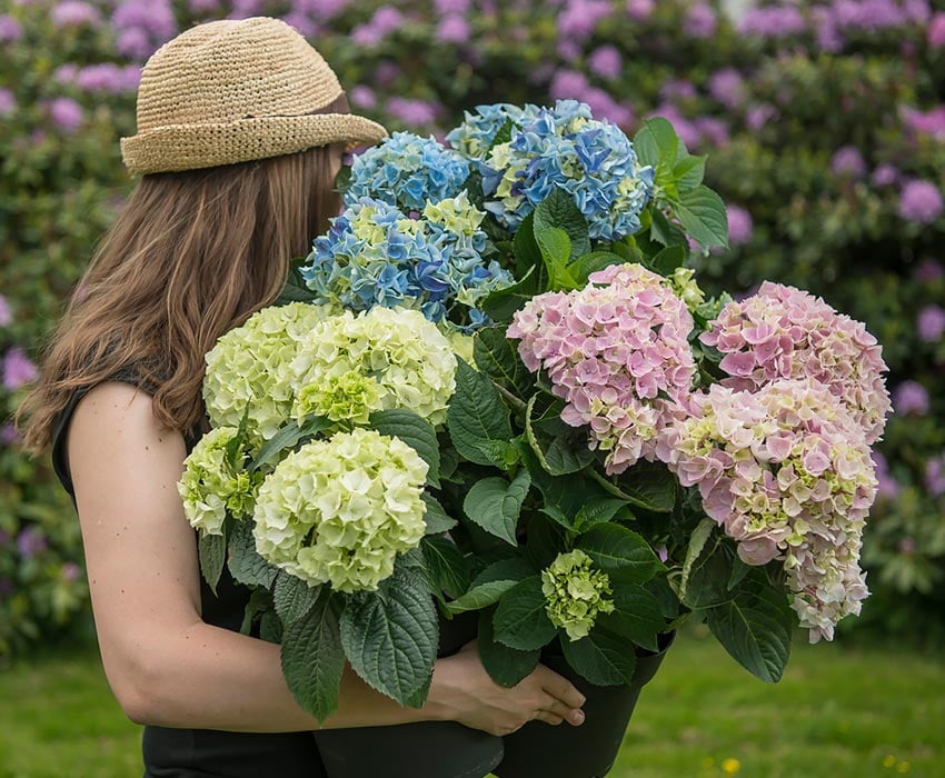 hortensia-magical-hagehortensia-tonje.jpg