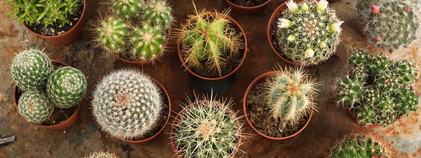 Kaktus