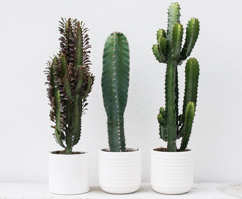 floriss-kaktus-3-stk.jpg