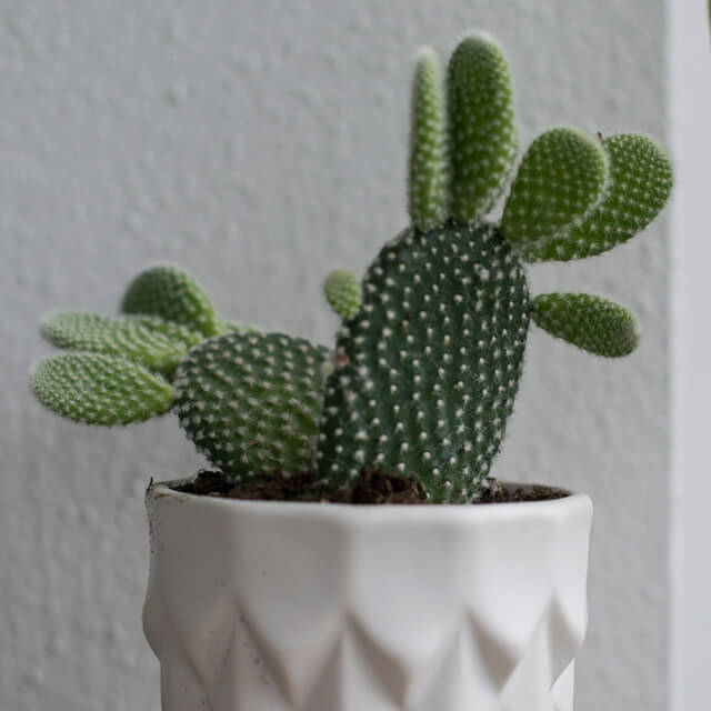 floriss-kaktus-i-krukke-2.jpg
