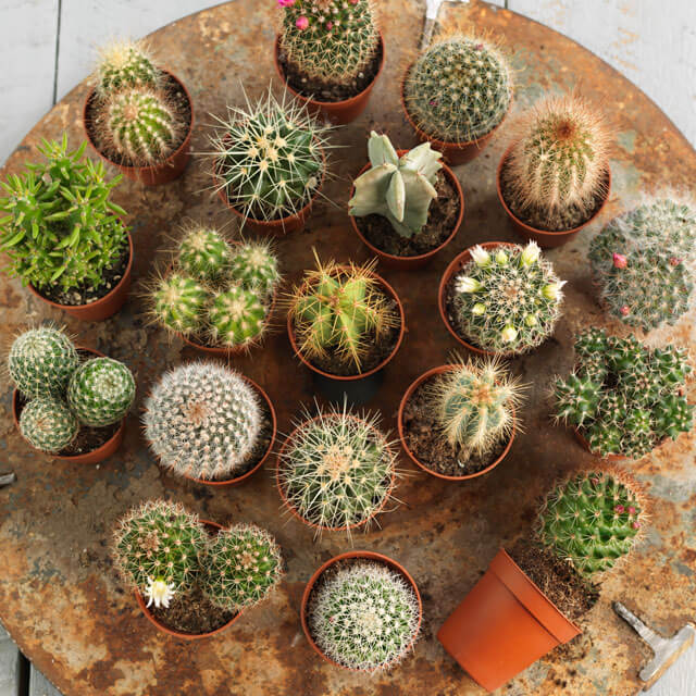 floriss-kaktus-assorterte-fat.jpg