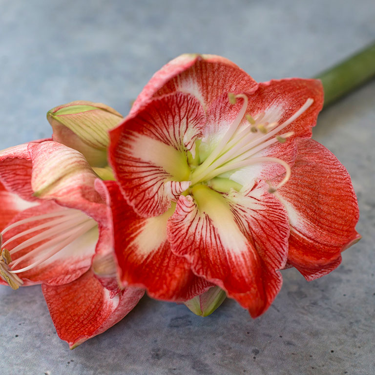 Amaryllis-Apple-Blossom.jpg