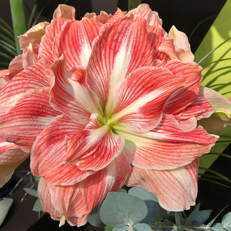 Amaryllis-Apple-Blossom.jpg